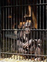 Great Ape Project – o co walczy organizacja wspierana przez Richarda Dawkinsa?